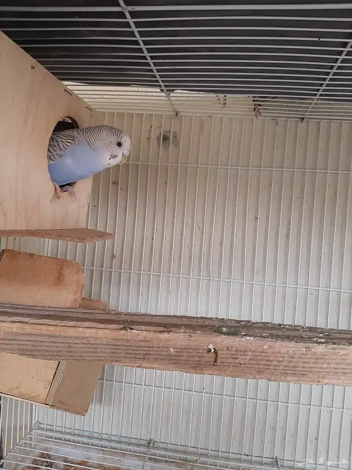 بادجي للبيع 1