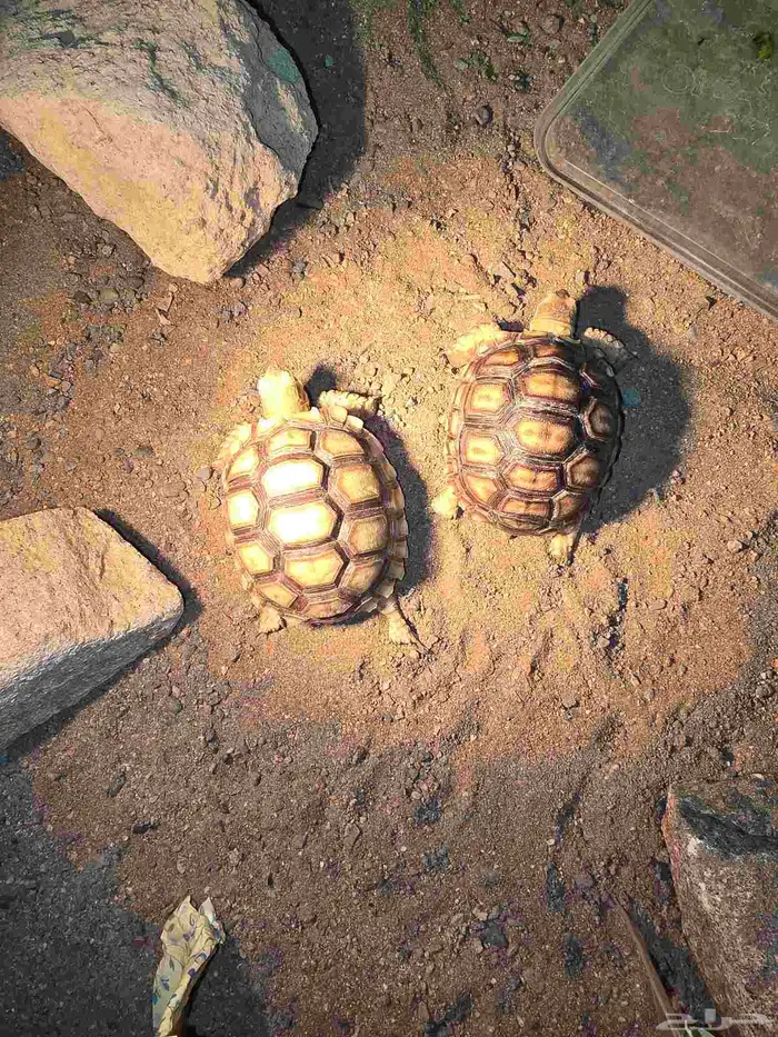 سلاحف السولكاتا 0