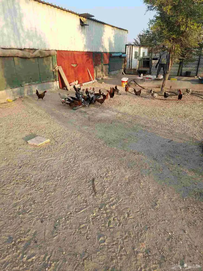 دياكه فيومي 3