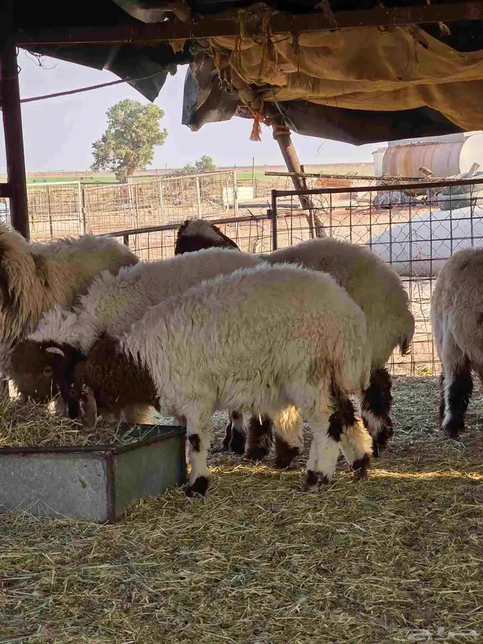 بهم نعيم للبيع 9