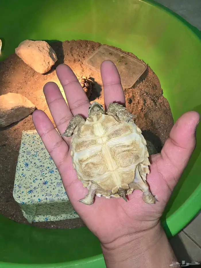 سلاحف السولكاتا 5