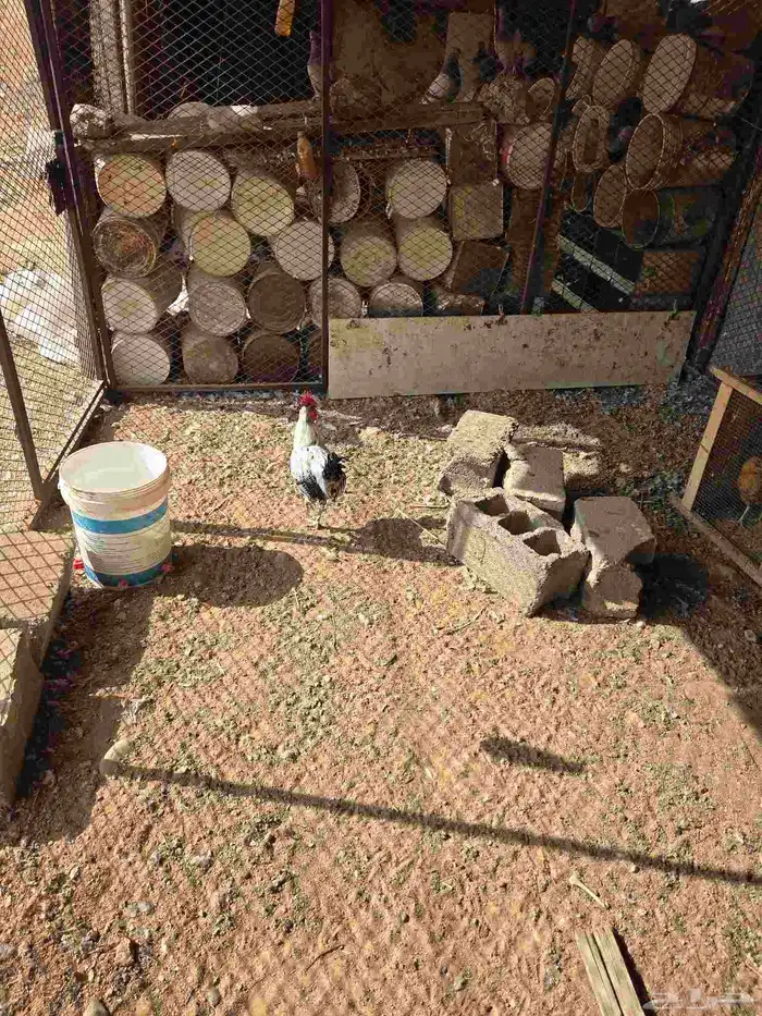 ديكه للبيع 1