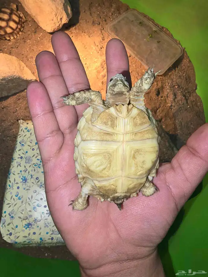 سلاحف السولكاتا 4