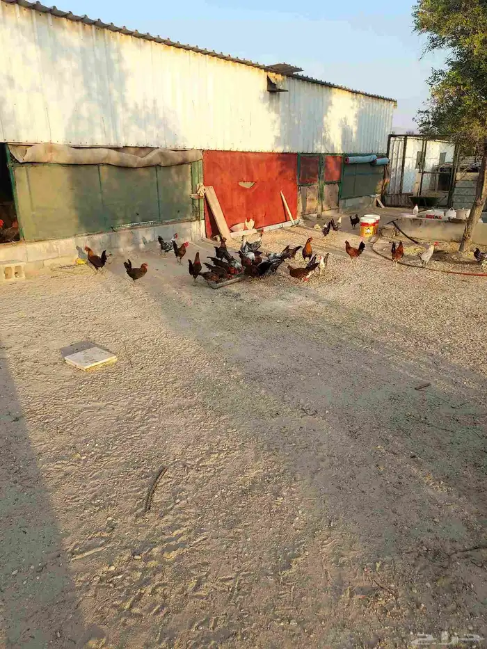 دياكه فيومي 2