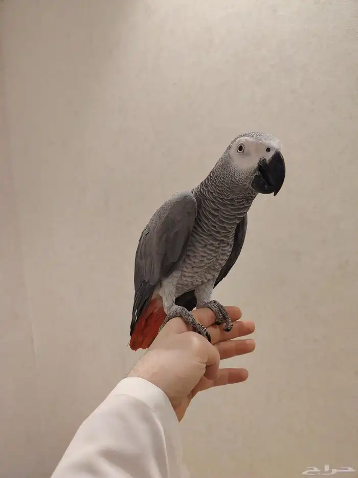 كاسكو متكلام وهدد الحجم سوبر جانبو 5