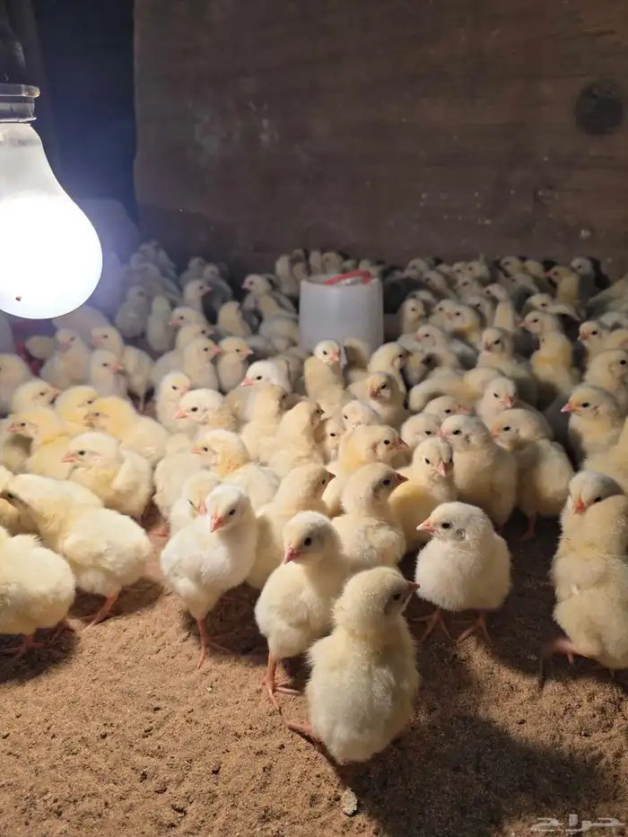 صوص لاحم محصن تحصين كامل 1