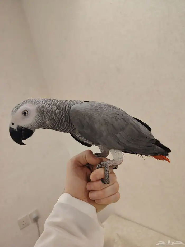 كاسكو متكلام وهدد الحجم سوبر جانبو 2