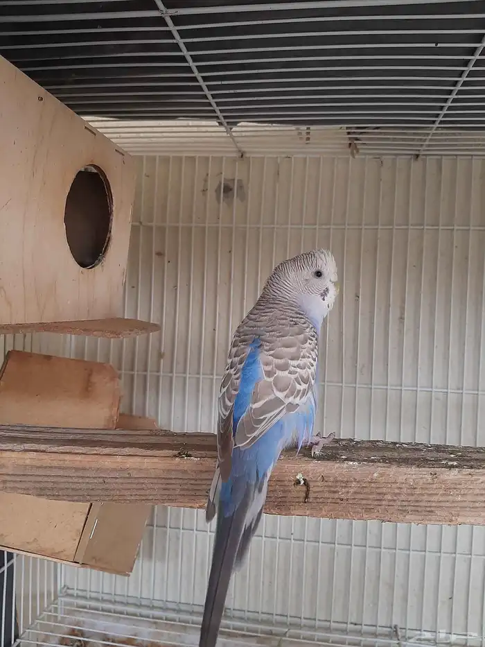 بادجي للبيع 0