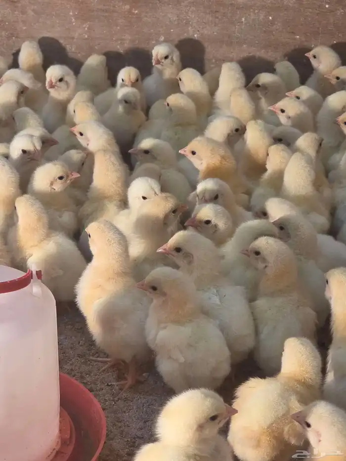 صوص لاحم محصن تحصين كامل 0