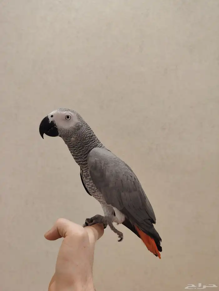 كاسكو متكلام وهدد الحجم سوبر جانبو 4