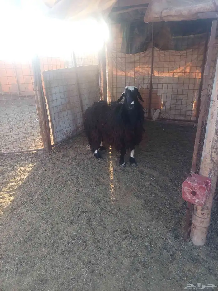 خروف فحل للبيع 4