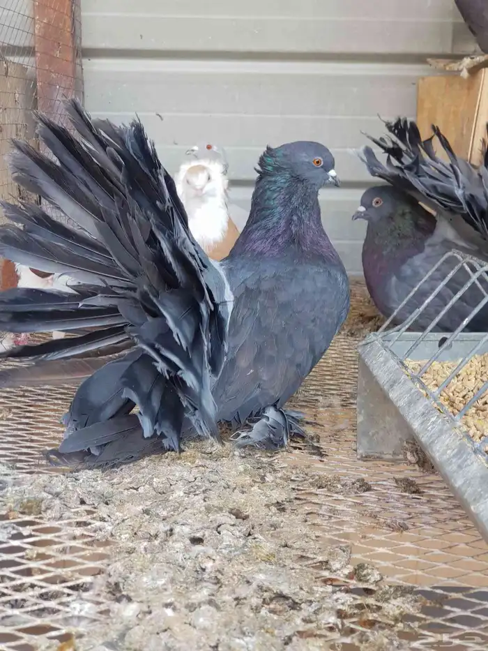 مجموعة رقاصي أمريكي 6