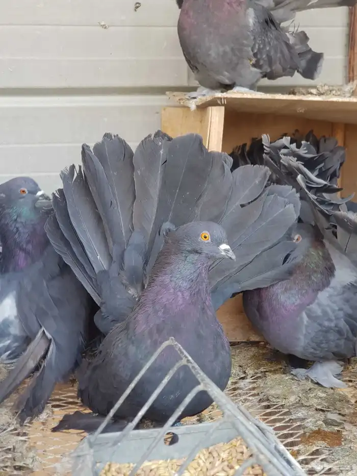 مجموعة رقاصي أمريكي 0