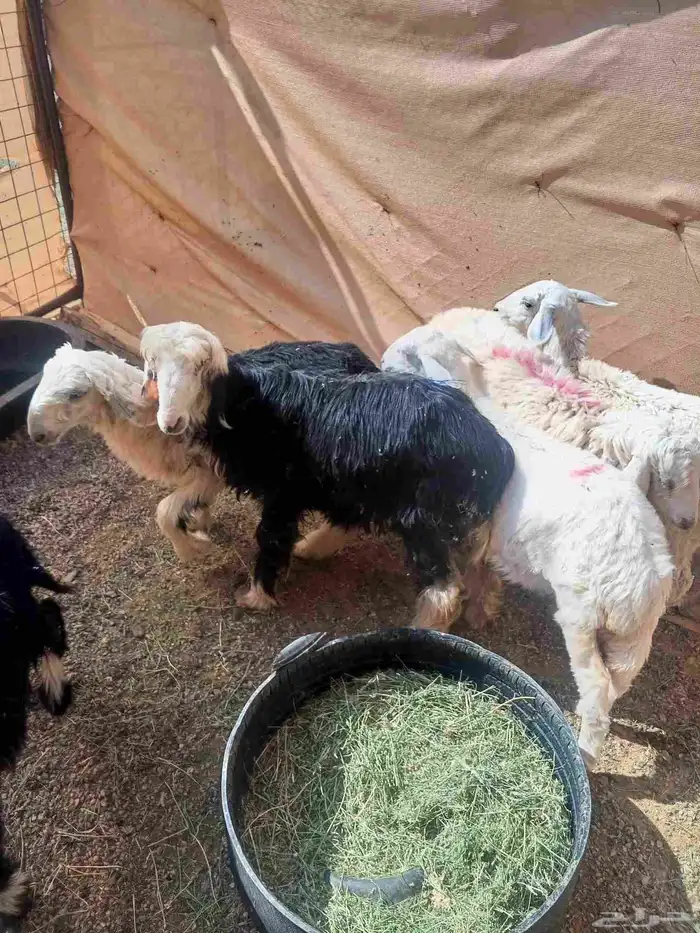 رخال نجد وحري 4