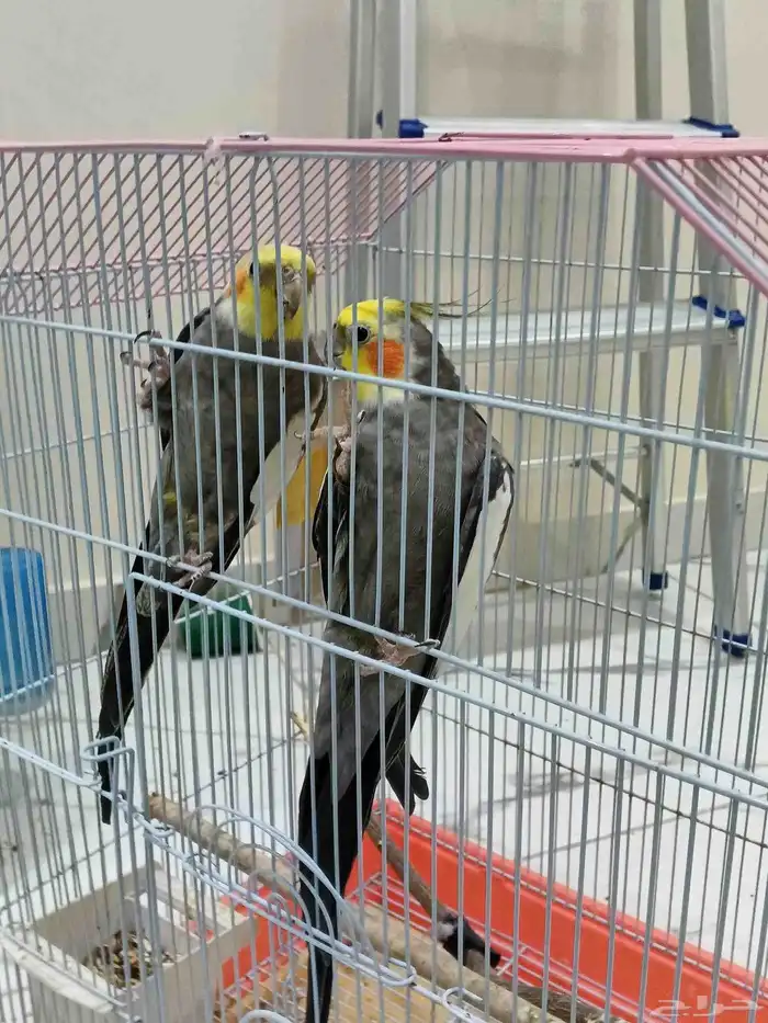 ثلاثه كروانات ب 350 فقط 0