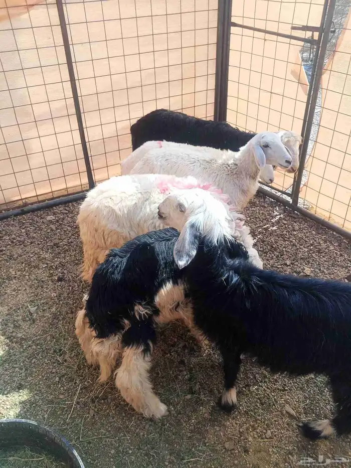 رخال نجد وحري 0