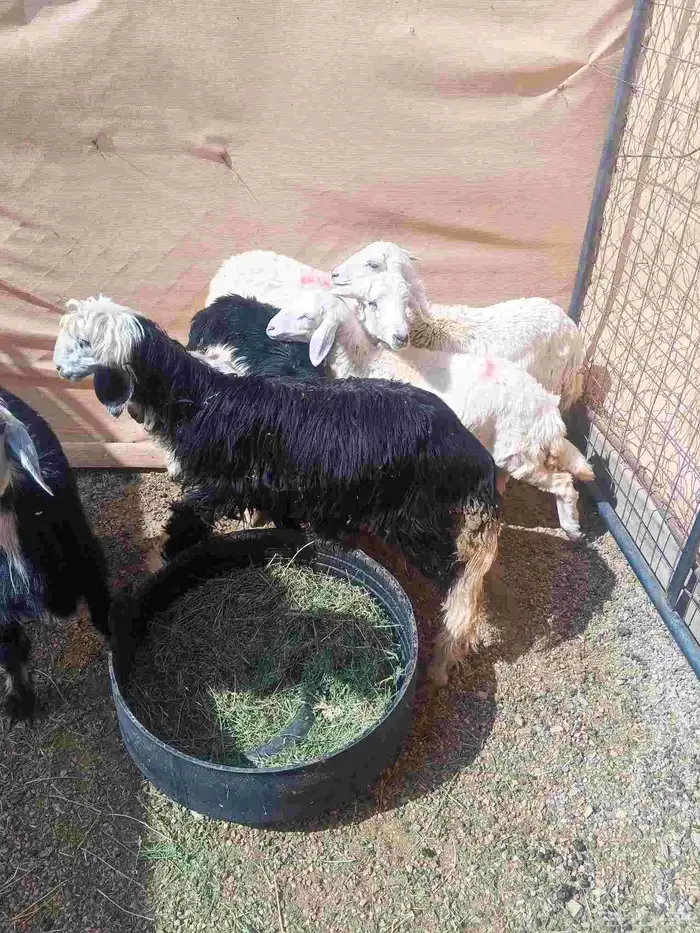 رخال نجد وحري 5