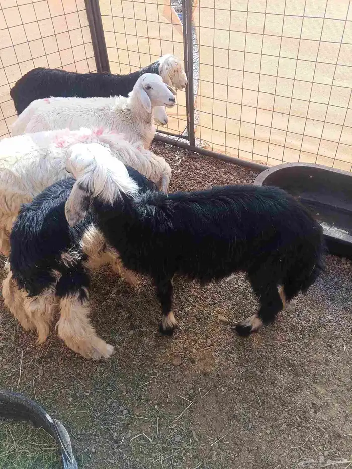 رخال نجد وحري 1