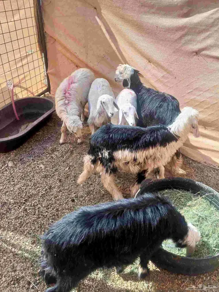 رخال نجد وحري 2