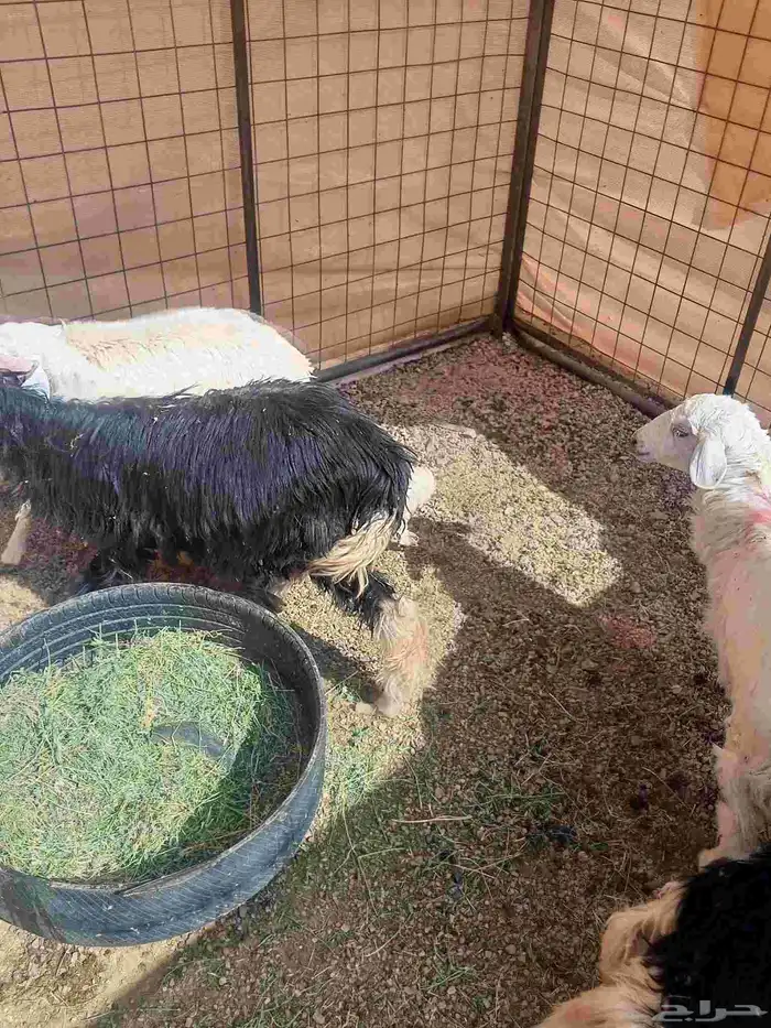 رخال نجد وحري 3