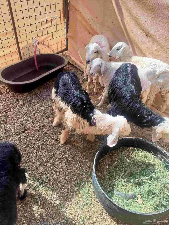 رخال نجد وحري 6