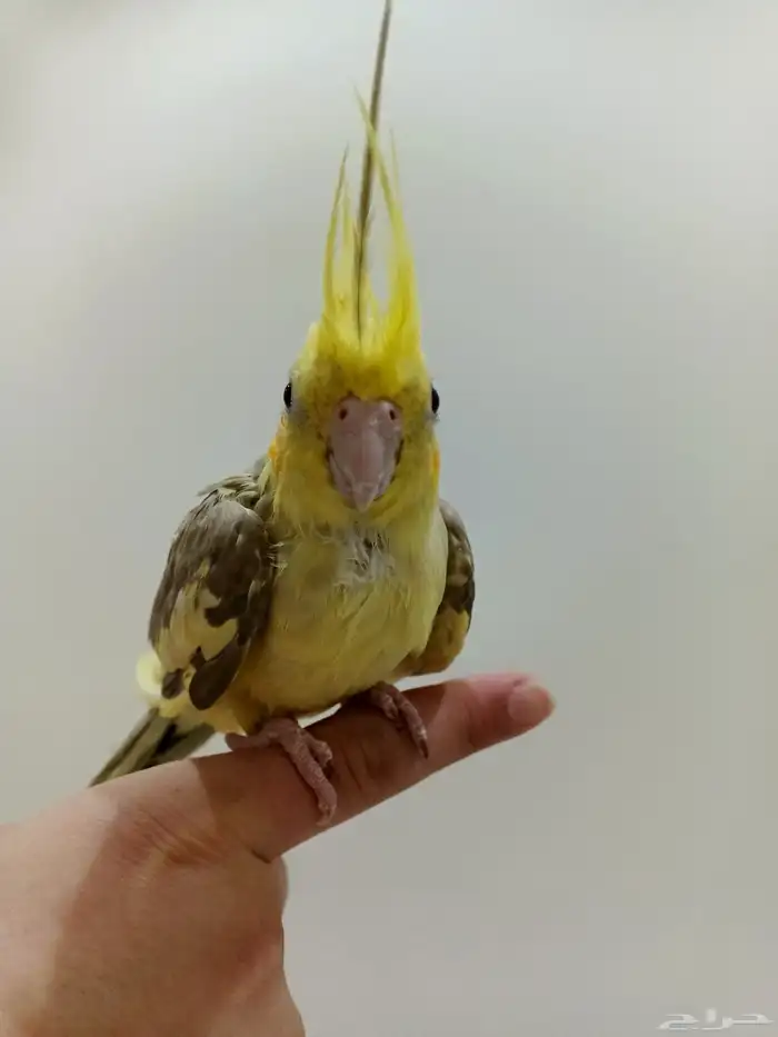 ثلاثه كروانات ب 350 فقط 1