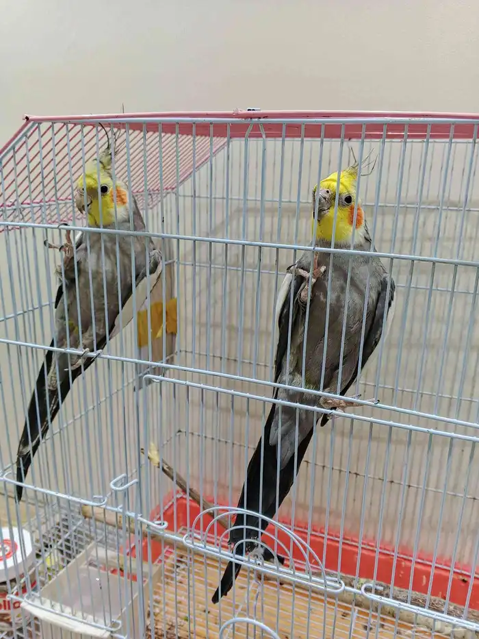 ثلاثه كروانات ب 350 فقط 3