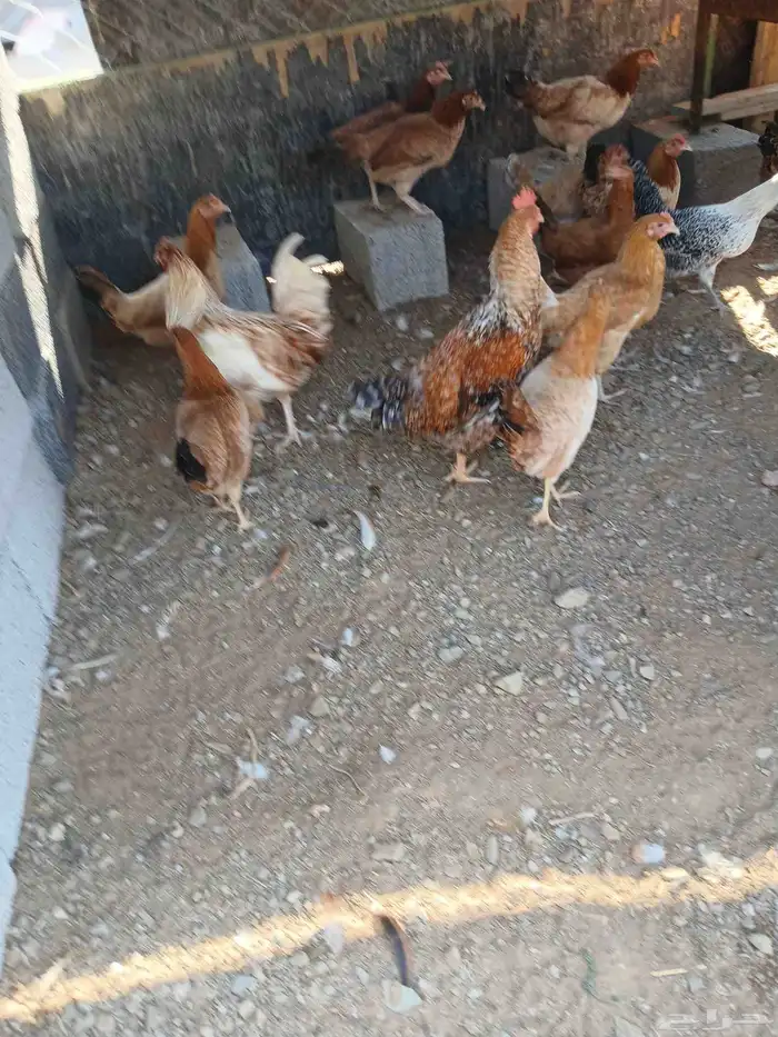 دجاج بياض بلدي مشكل 150حبه السعر 25ريال جمله وفردادي 30ر 0