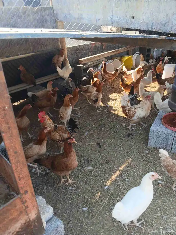 دجاج بياض بلدي مشكل 150حبه السعر 25ريال جمله وفردادي 30ر 3