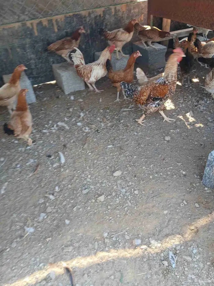 دجاج بياض بلدي مشكل 150حبه السعر 25ريال جمله وفردادي 30ر 1