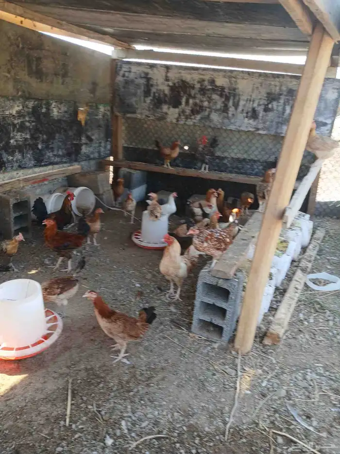 دجاج بياض بلدي مشكل 150حبه السعر 25ريال جمله وفردادي 30ر 5