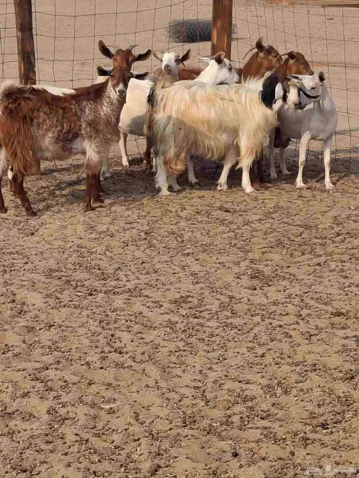 ماعز دفع بيشي محايلي عارضي العمر ثني ورباع 0