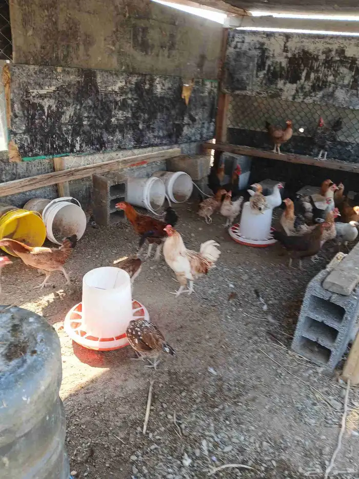 دجاج بياض بلدي مشكل 150حبه السعر 25ريال جمله وفردادي 30ر 6