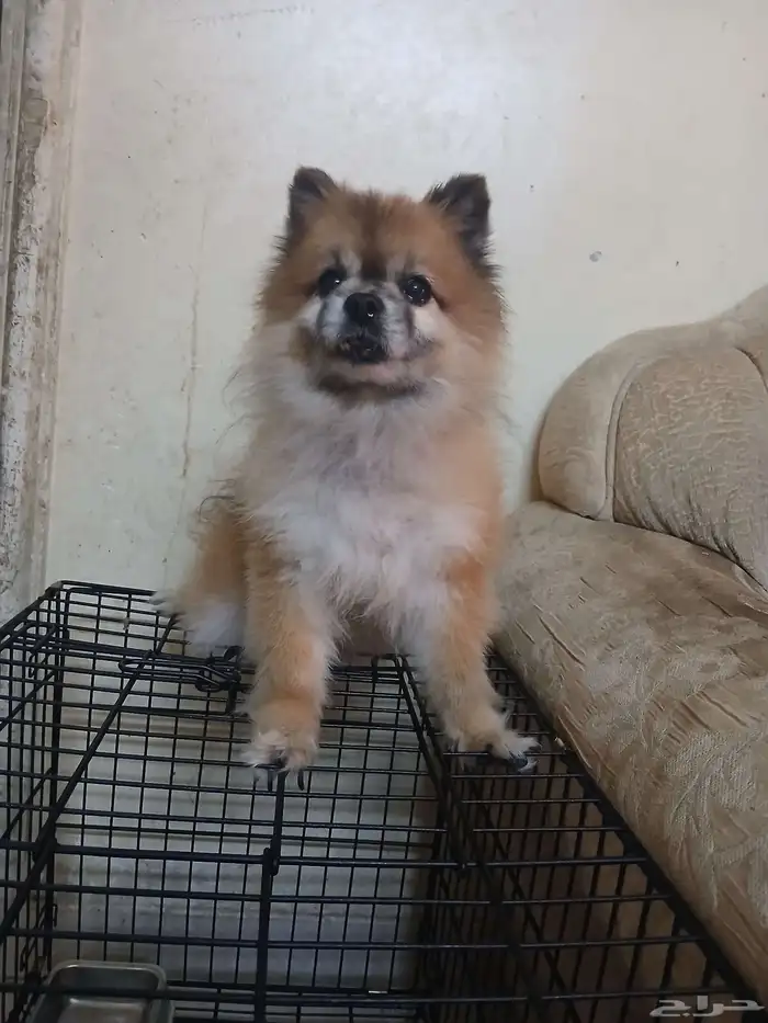 بمرينا أعلى سوم 1