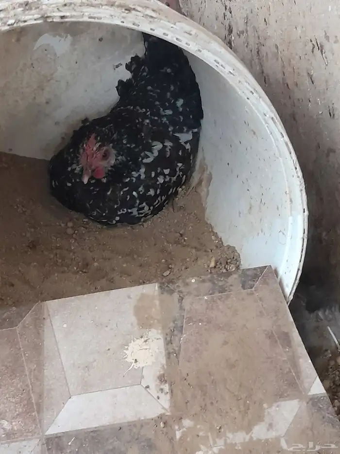 حبتين دجاج 3