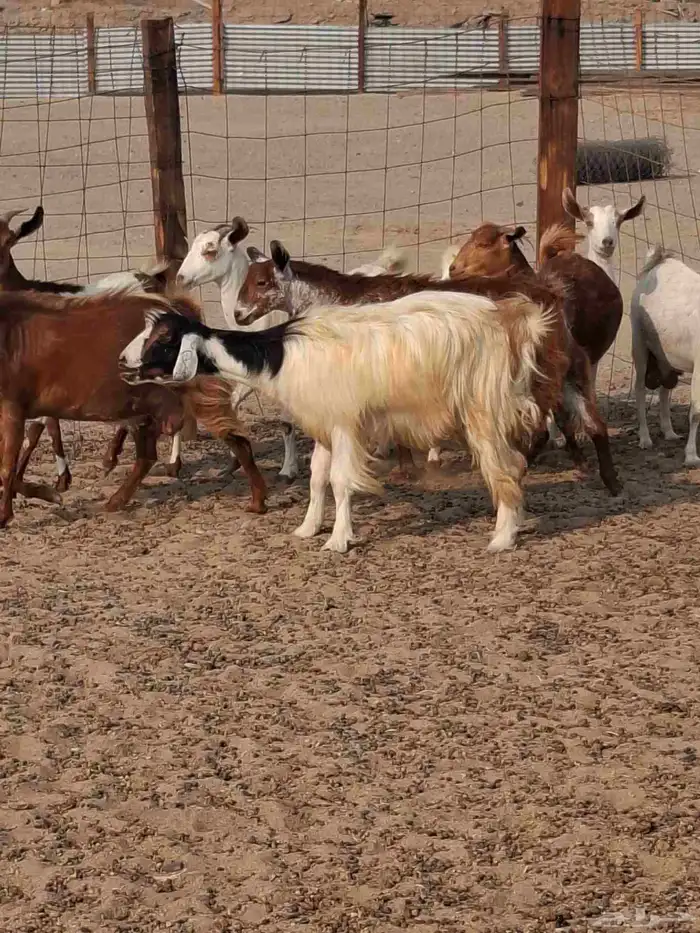 ماعز دفع بيشي محايلي عارضي العمر ثني ورباع 1