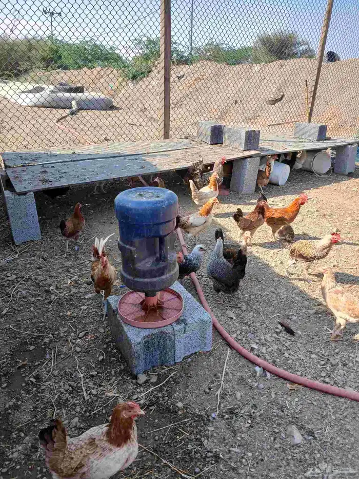 دجاج بياض بلدي مشكل 150حبه السعر 25ريال جمله وفردادي 30ر 4