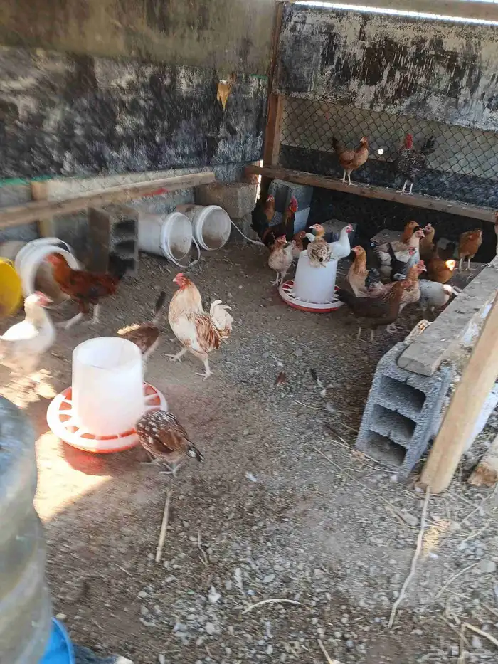 دجاج بياض بلدي مشكل 150حبه السعر 25ريال جمله وفردادي 30ر 7