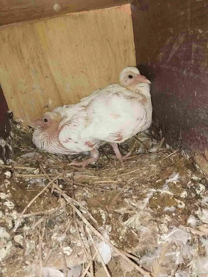 حمام فرنسي احجام ما شاء الله منتج 0