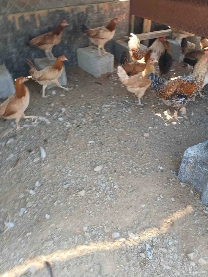 دجاج بياض بلدي مشكل 150حبه السعر 25ريال جمله وفردادي 30ر 2