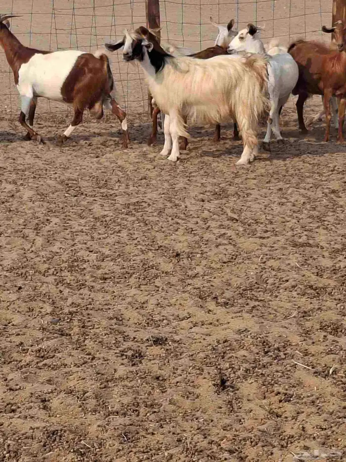 ماعز دفع بيشي محايلي عارضي العمر ثني ورباع 2