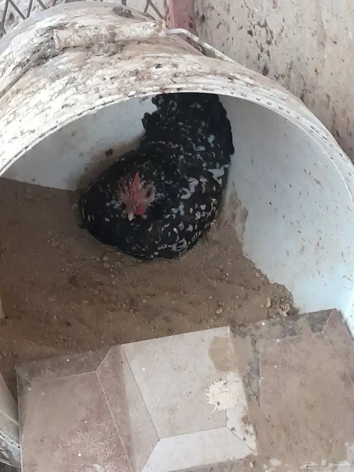 حبتين دجاج 4