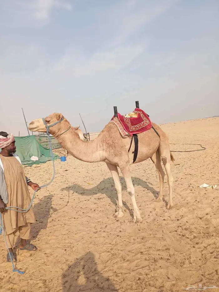 سلام عليكم بعير عماني طايع شرط خصي سنه شق نابه 0