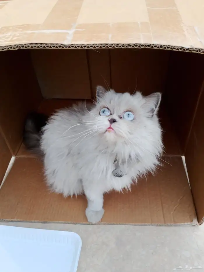 قط بيت للتبني 2