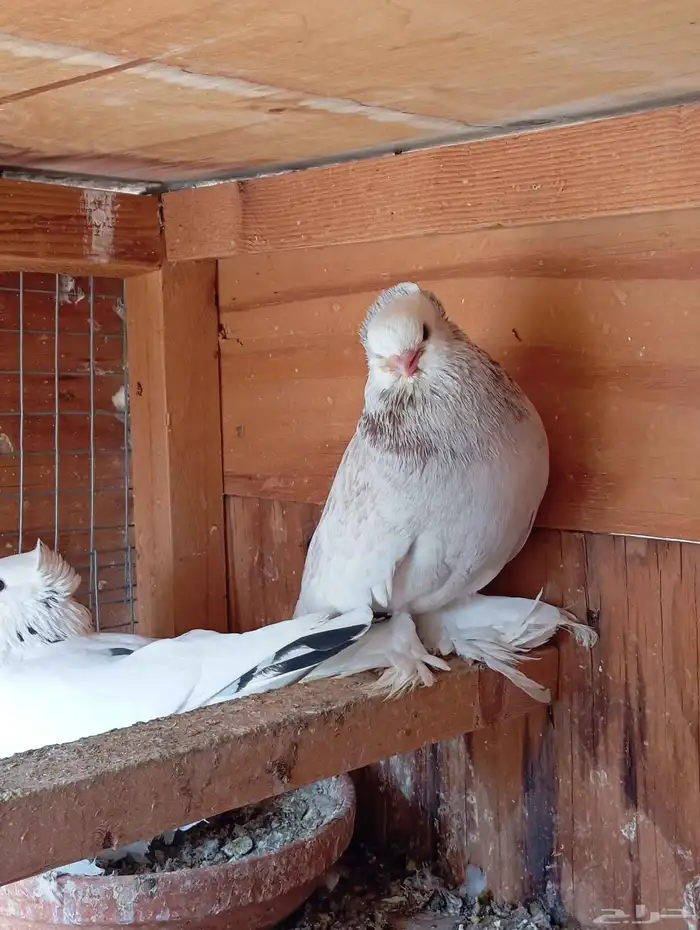 المنطقه الشرقيه سيهات 1