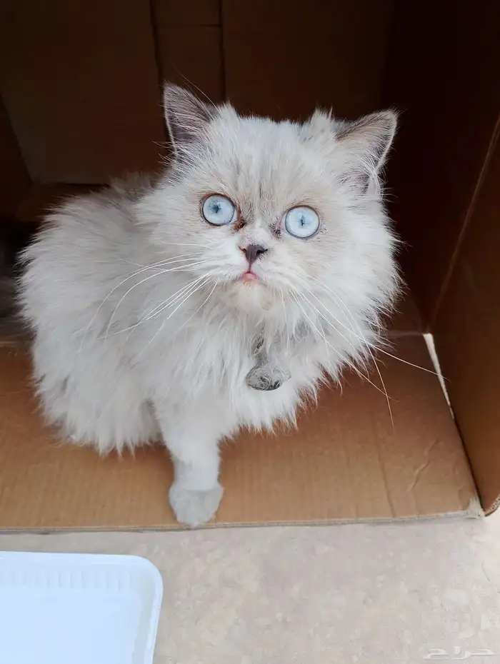 قط بيت للتبني 3