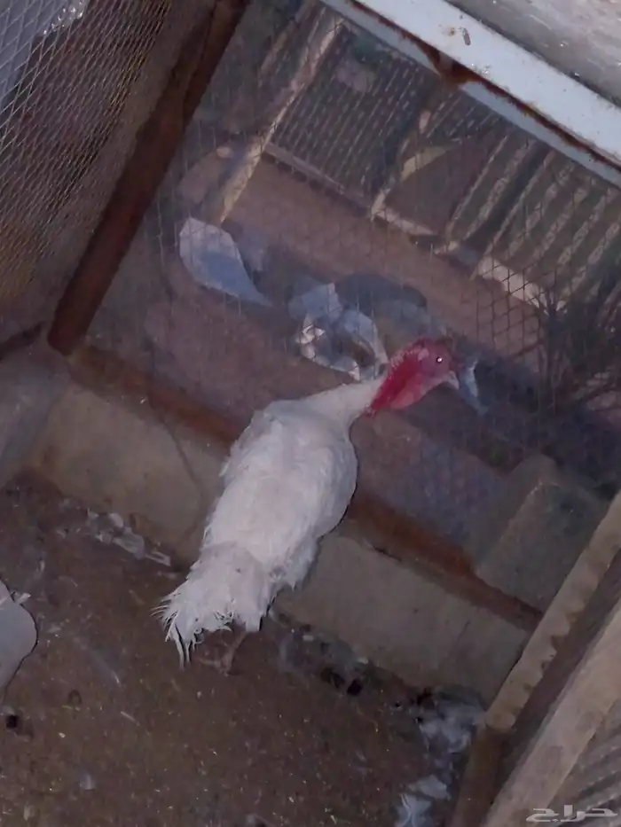 للبيع رومي 1