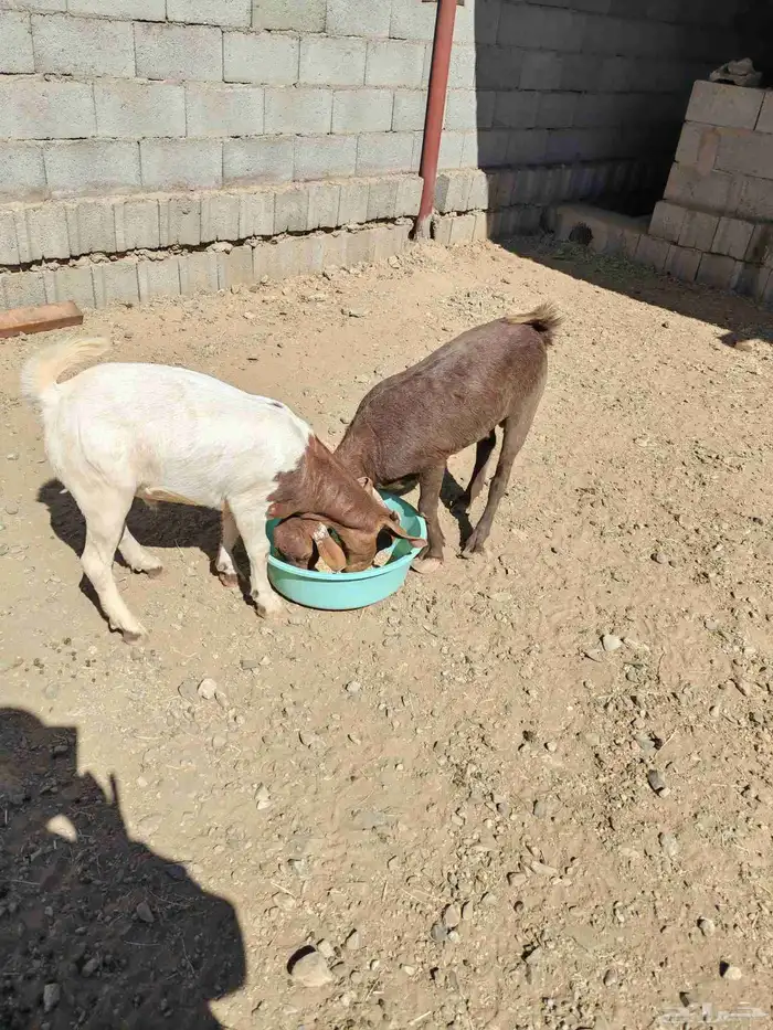 تيوس جذعان سمان 0