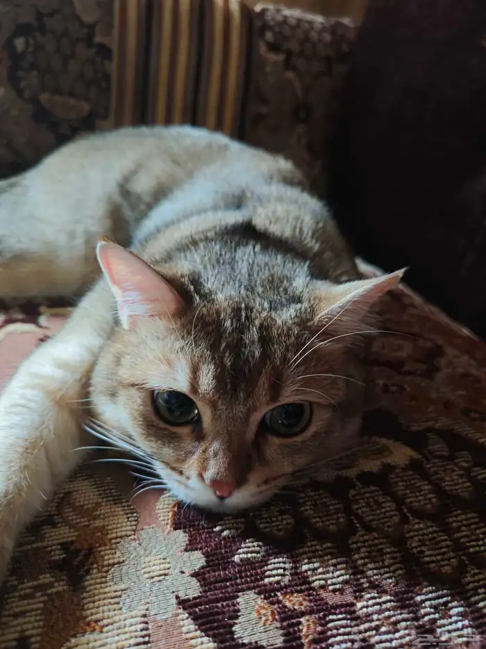 قط ضائع ولمن يجده مبلغ مالي بسيط 1