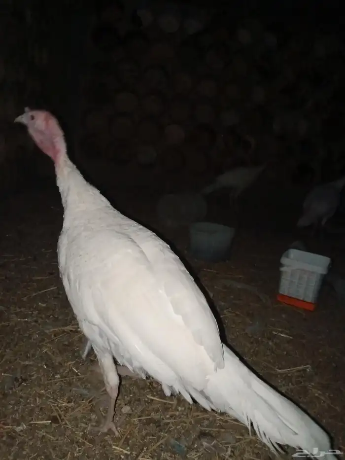 للبيع رومي 4